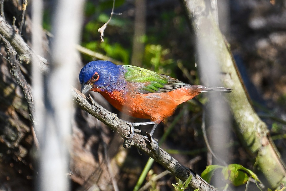 Painted Bunting - ML645224573