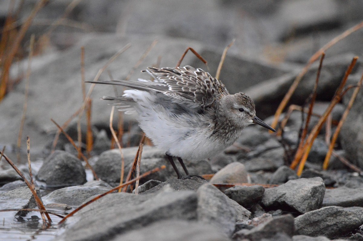 White-rumped Sandpiper - ML645224577