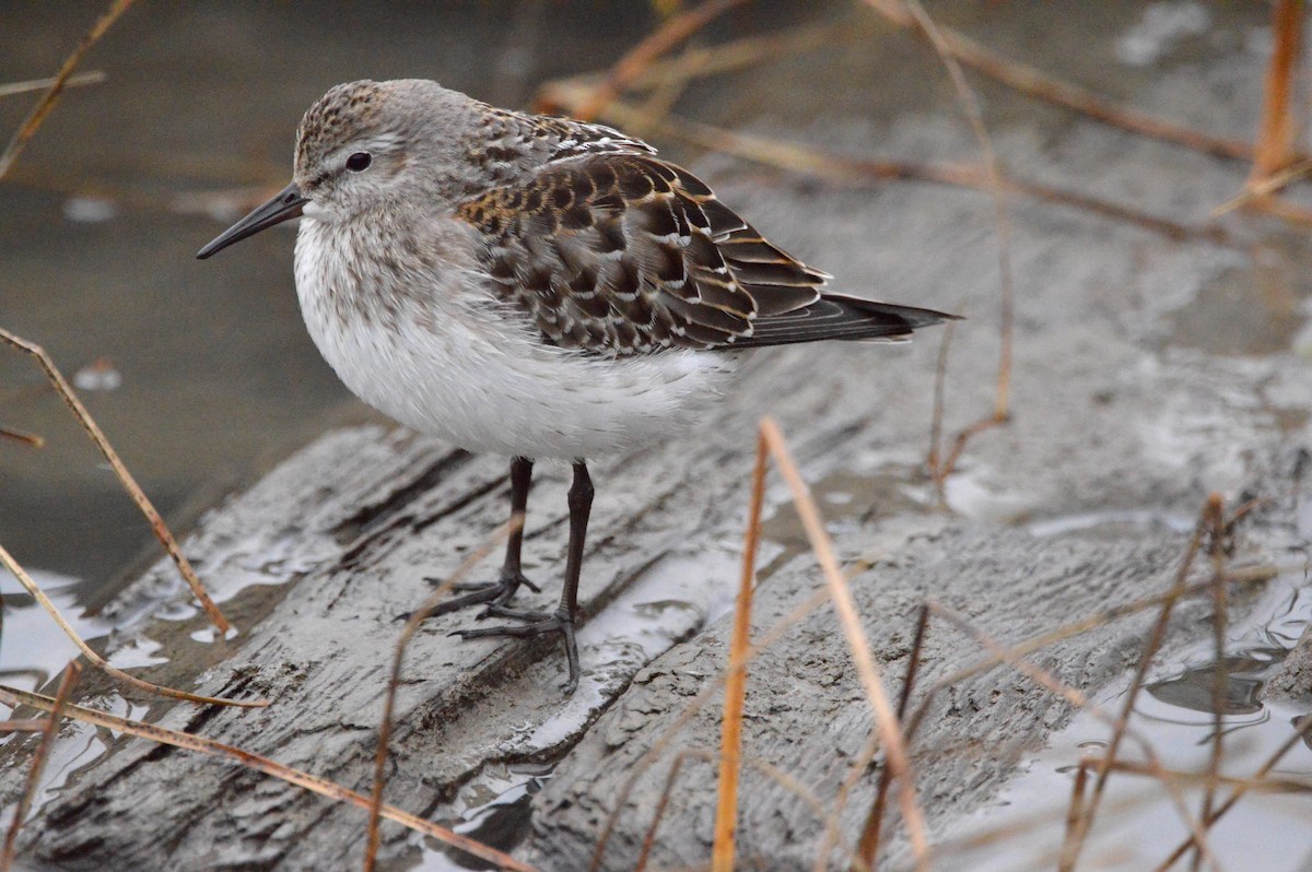 White-rumped Sandpiper - ML645224578