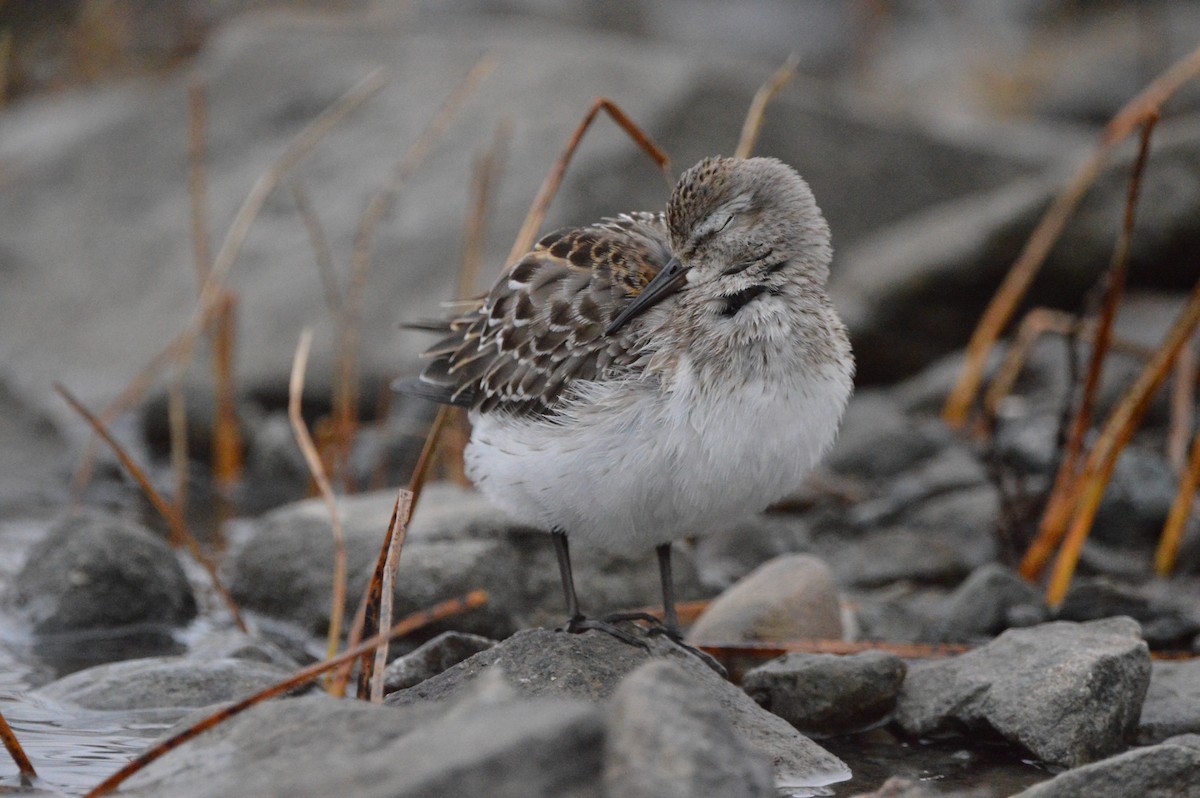 White-rumped Sandpiper - ML645224579