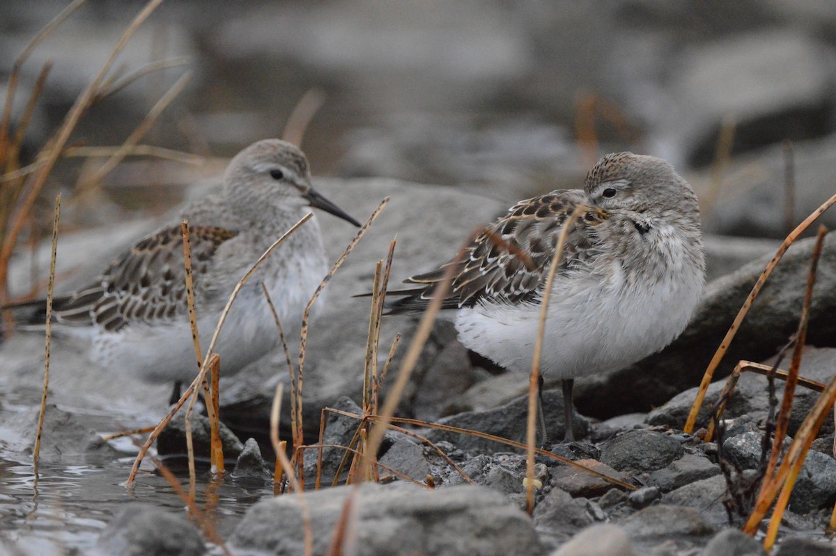 White-rumped Sandpiper - ML645224580