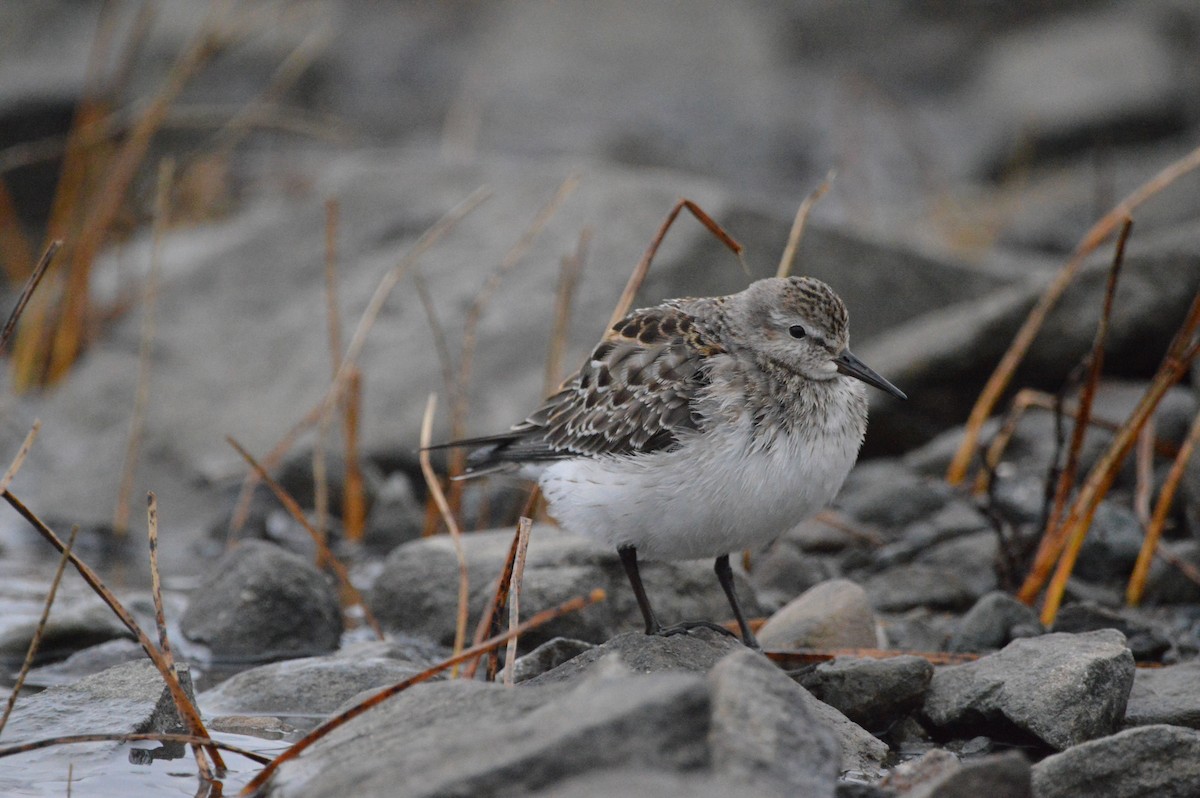 White-rumped Sandpiper - ML645224581