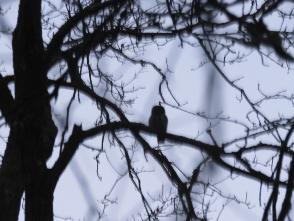 Eurasian Pygmy-Owl - ML645224586