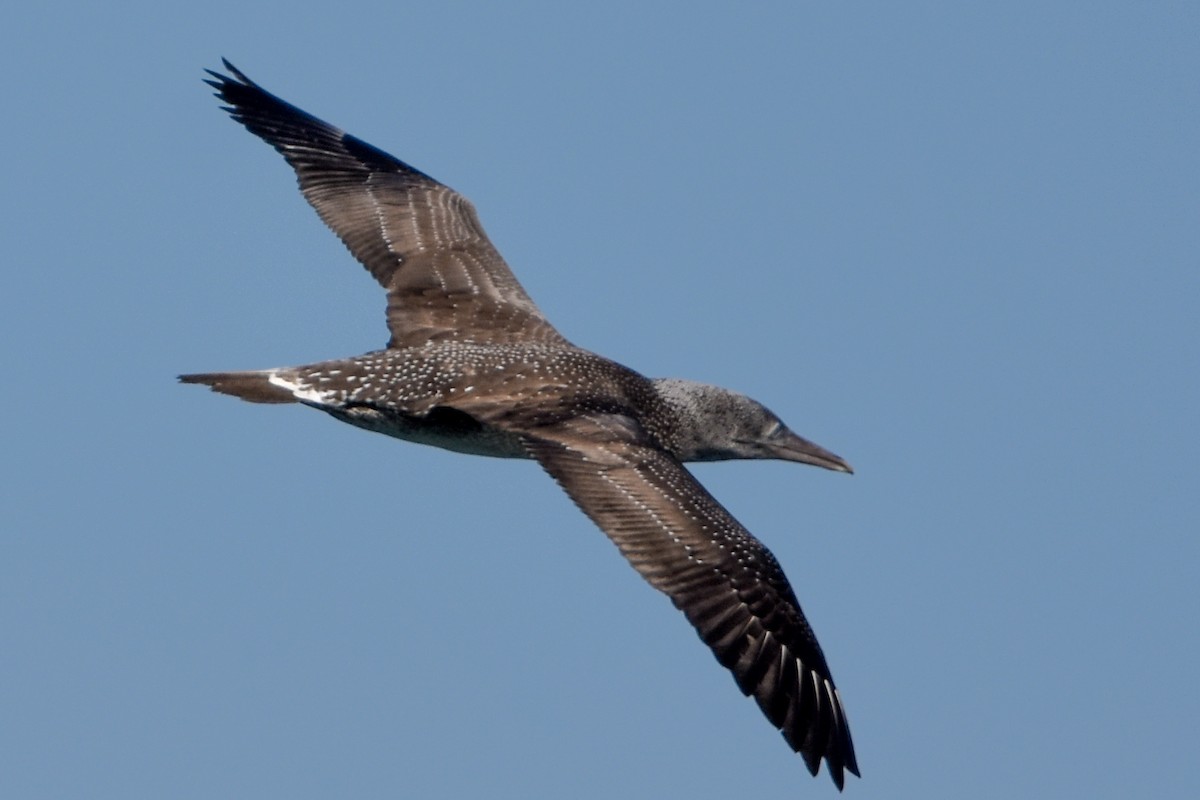 Northern Gannet - ML645224591