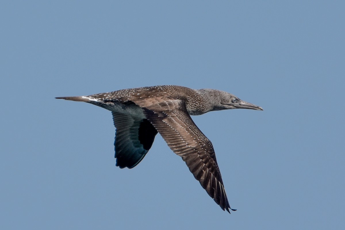 Northern Gannet - ML645224592