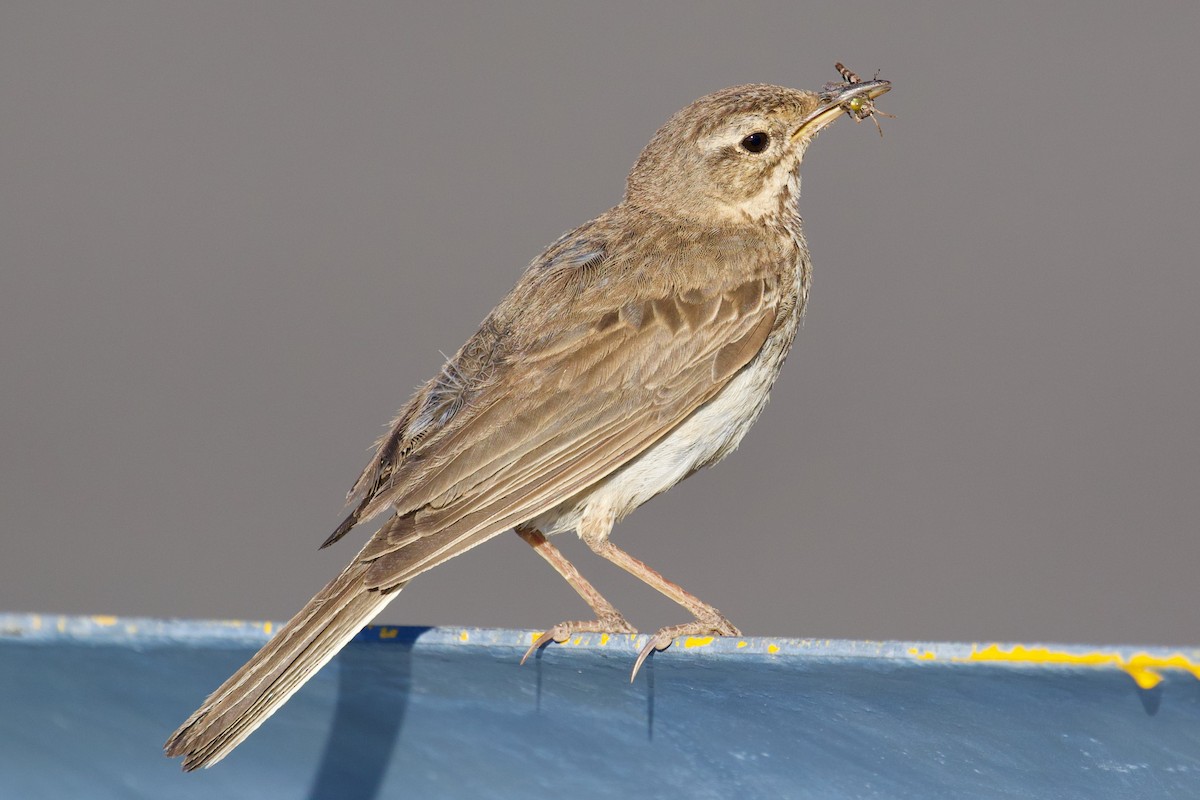 Berthelot's Pipit - ML645224593