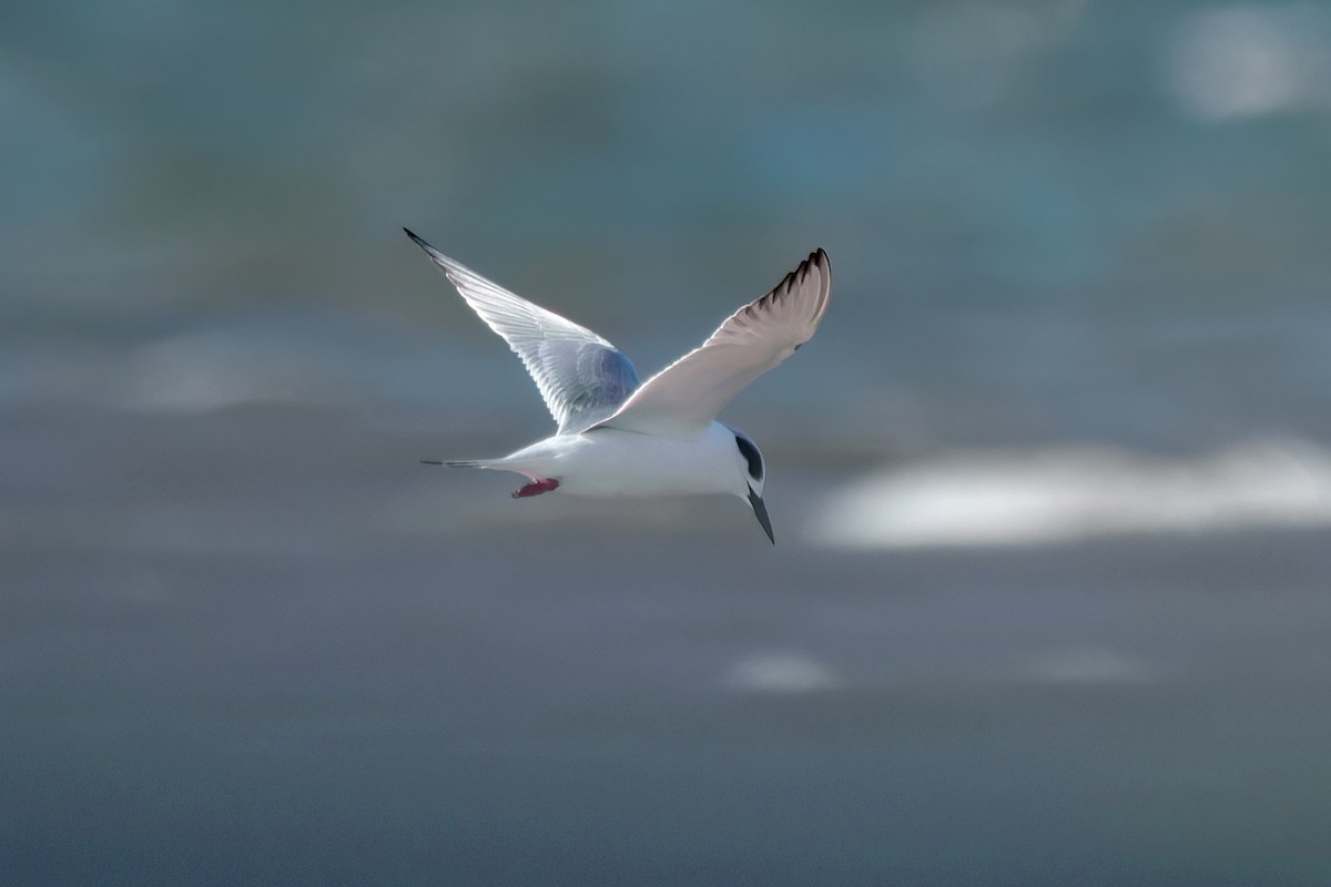 Forster's Tern - ML645224597