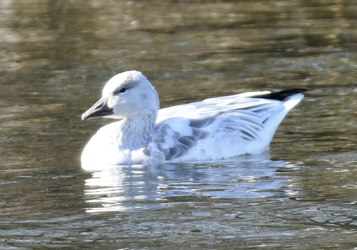 Snow x Ross's Goose (hybrid) - ML645224598