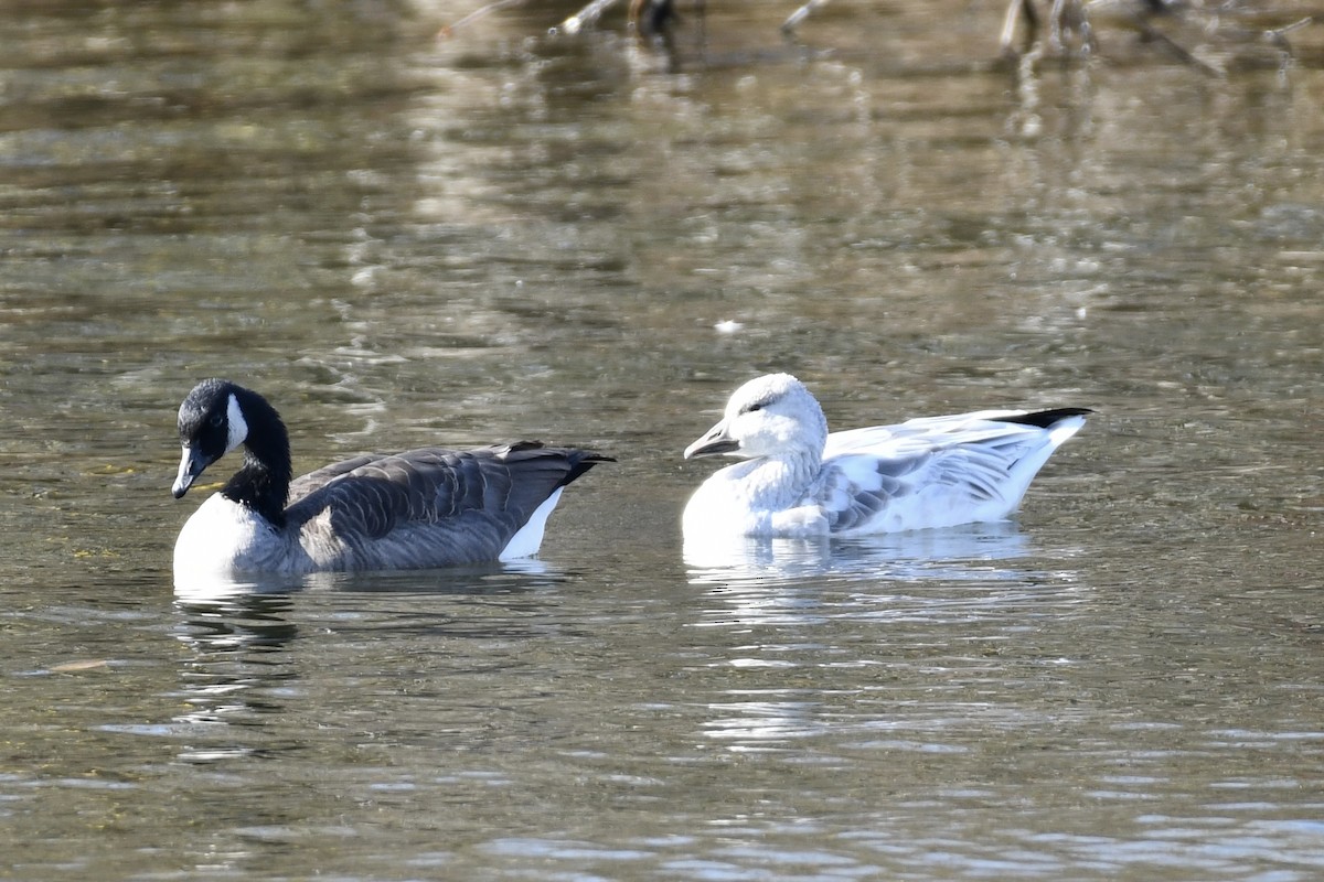 Snow x Ross's Goose (hybrid) - ML645224619