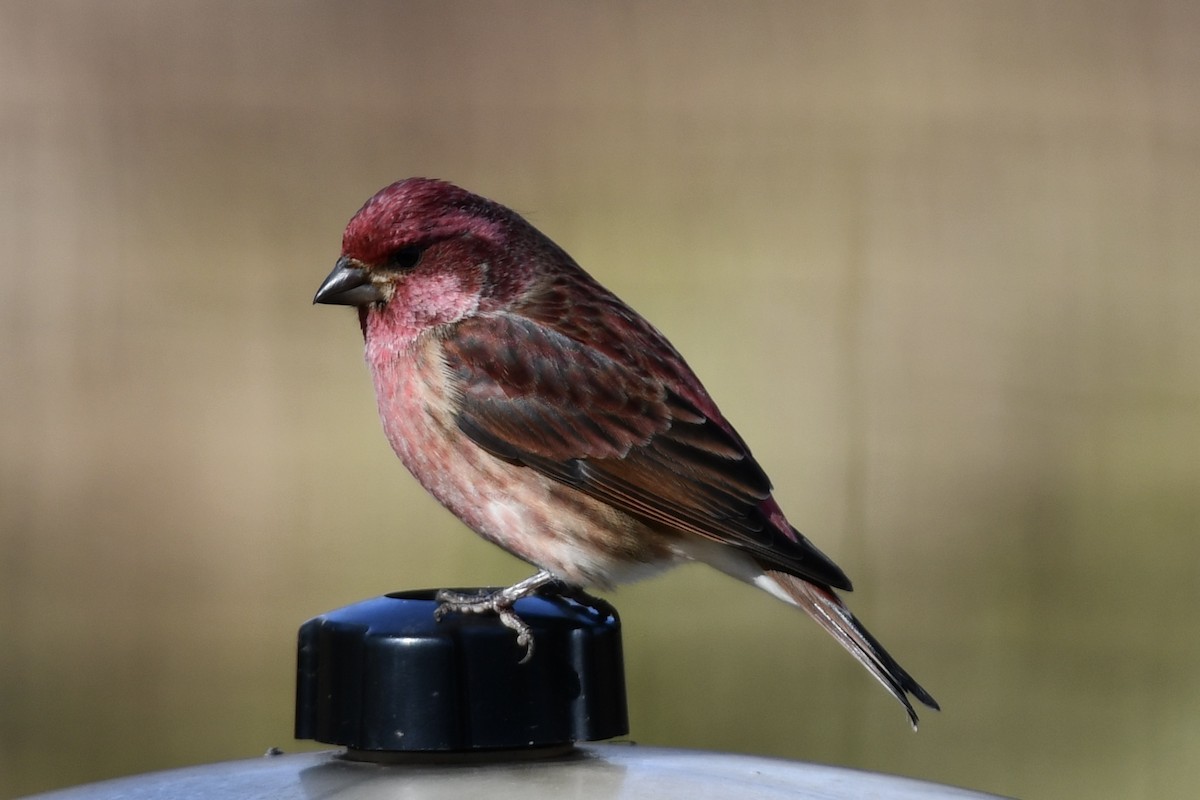 Purple Finch - ML645224629