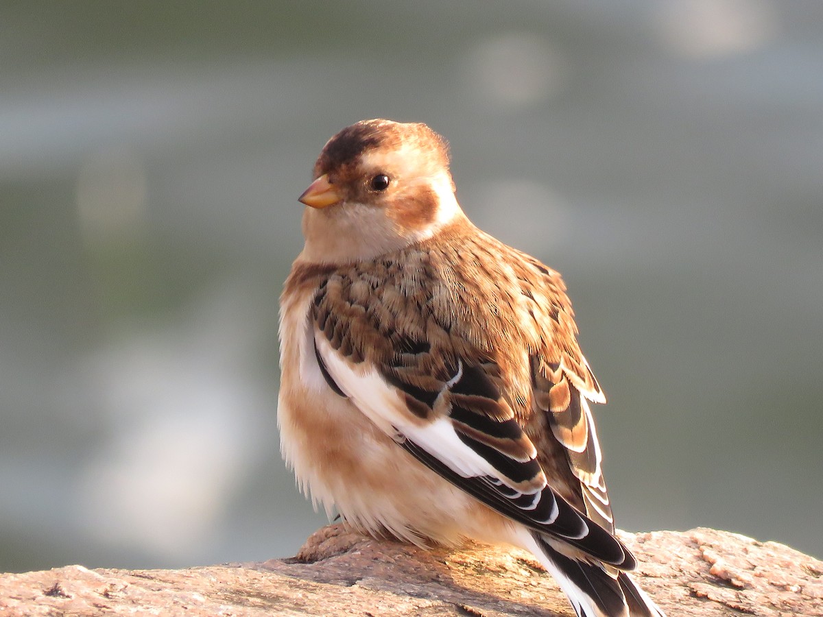 Snow Bunting - ML645224632