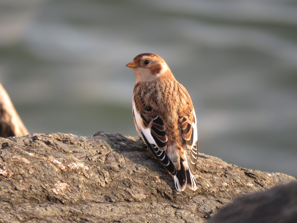 Snow Bunting - ML645224633