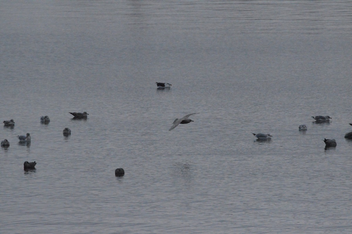 Iceland Gull (kumlieni/glaucoides) - ML645224638
