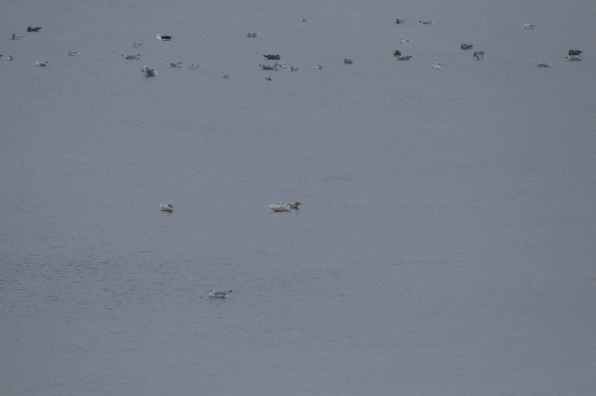Iceland Gull (kumlieni/glaucoides) - ML645224647