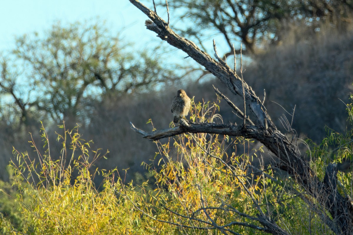 Red-shouldered Hawk - ML645224648