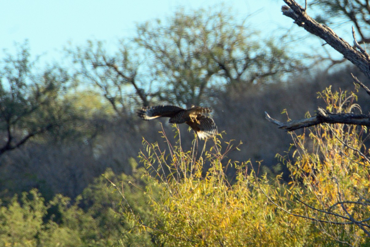 Red-shouldered Hawk - ML645224654