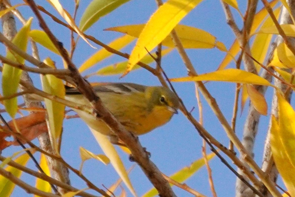 Kiefernwaldsänger - ML645224671