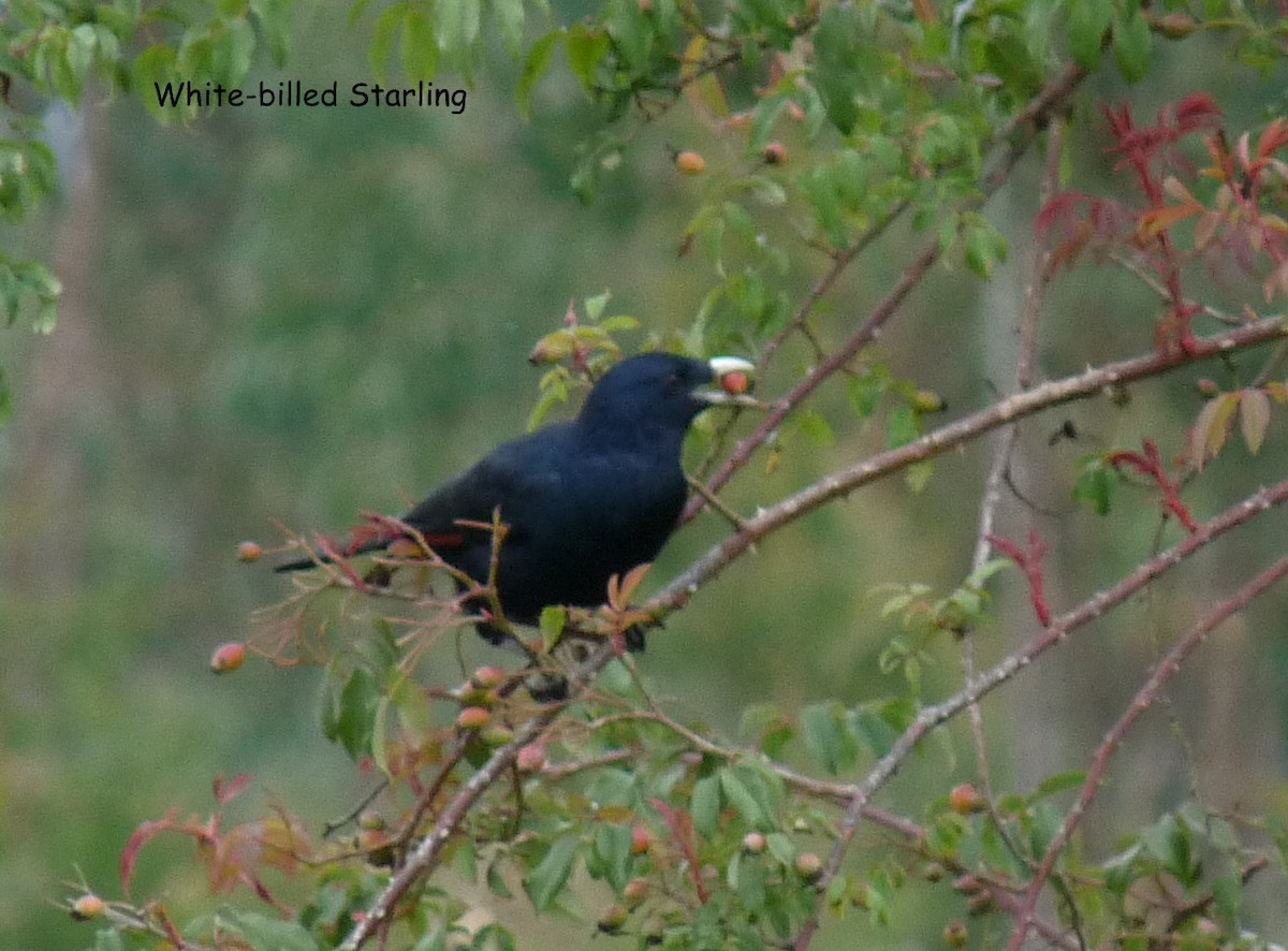 White-billed Starling - ML645224672