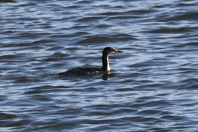 Somormujo Cuellirrojo - ML645224679