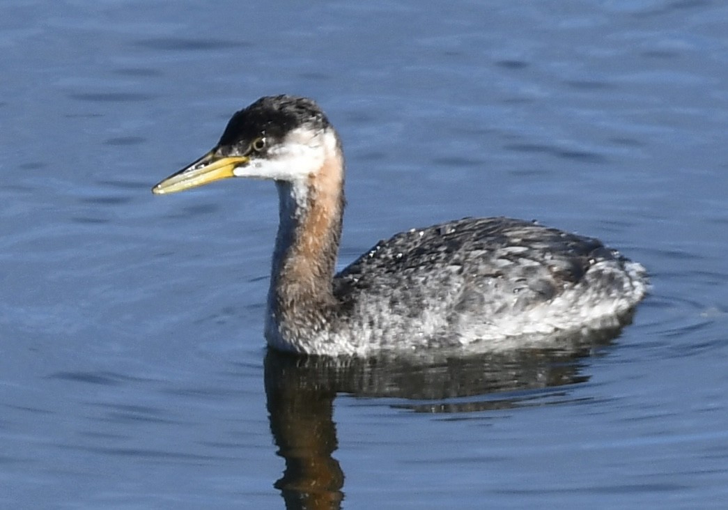 Somormujo Cuellirrojo - ML645224685