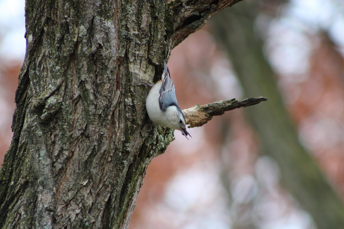 White-breasted Nuthatch - ML645224689