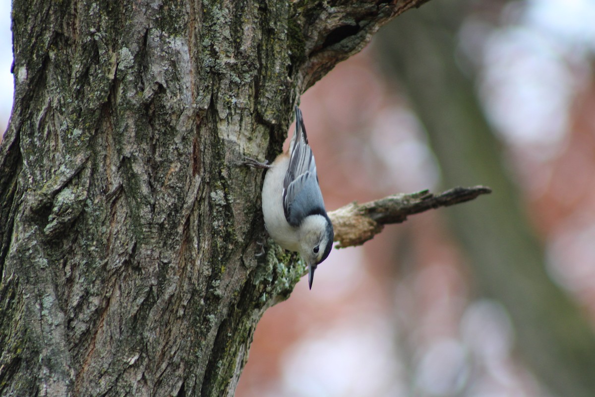 White-breasted Nuthatch - ML645224690