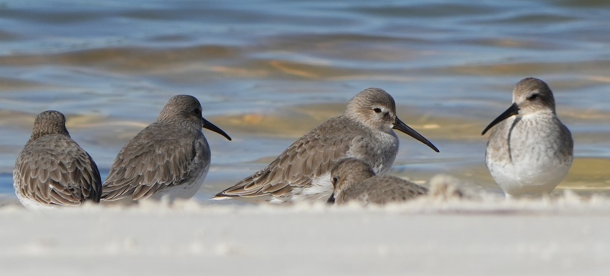 Dunlin - ML645224691