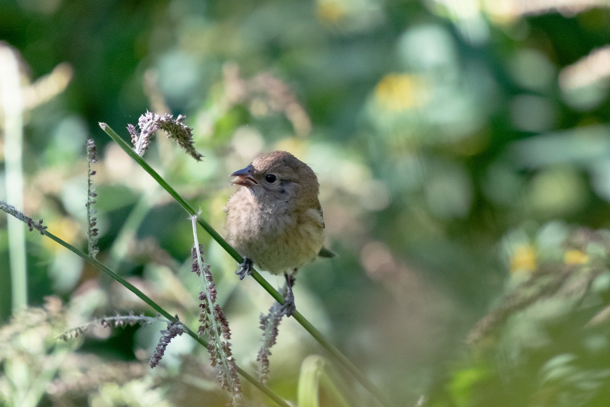 Indigo Bunting - ML645224692
