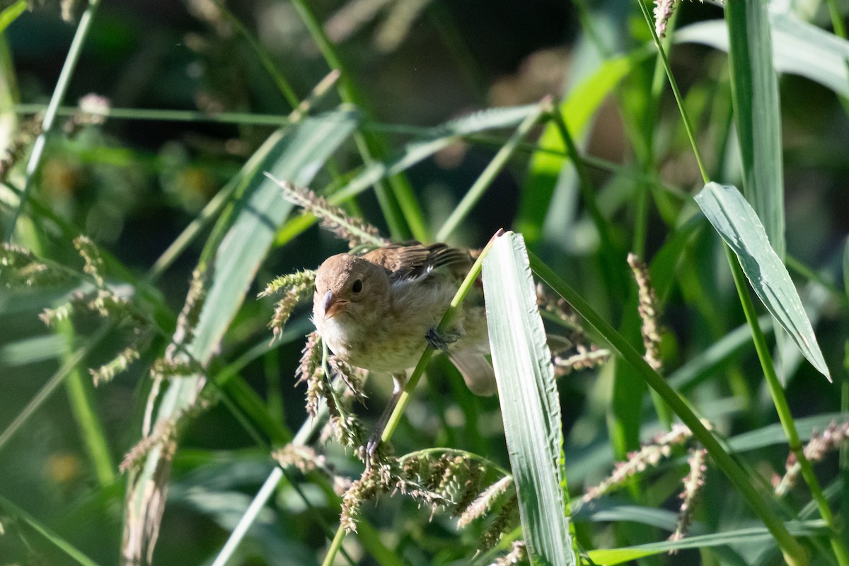 Indigo Bunting - ML645224693