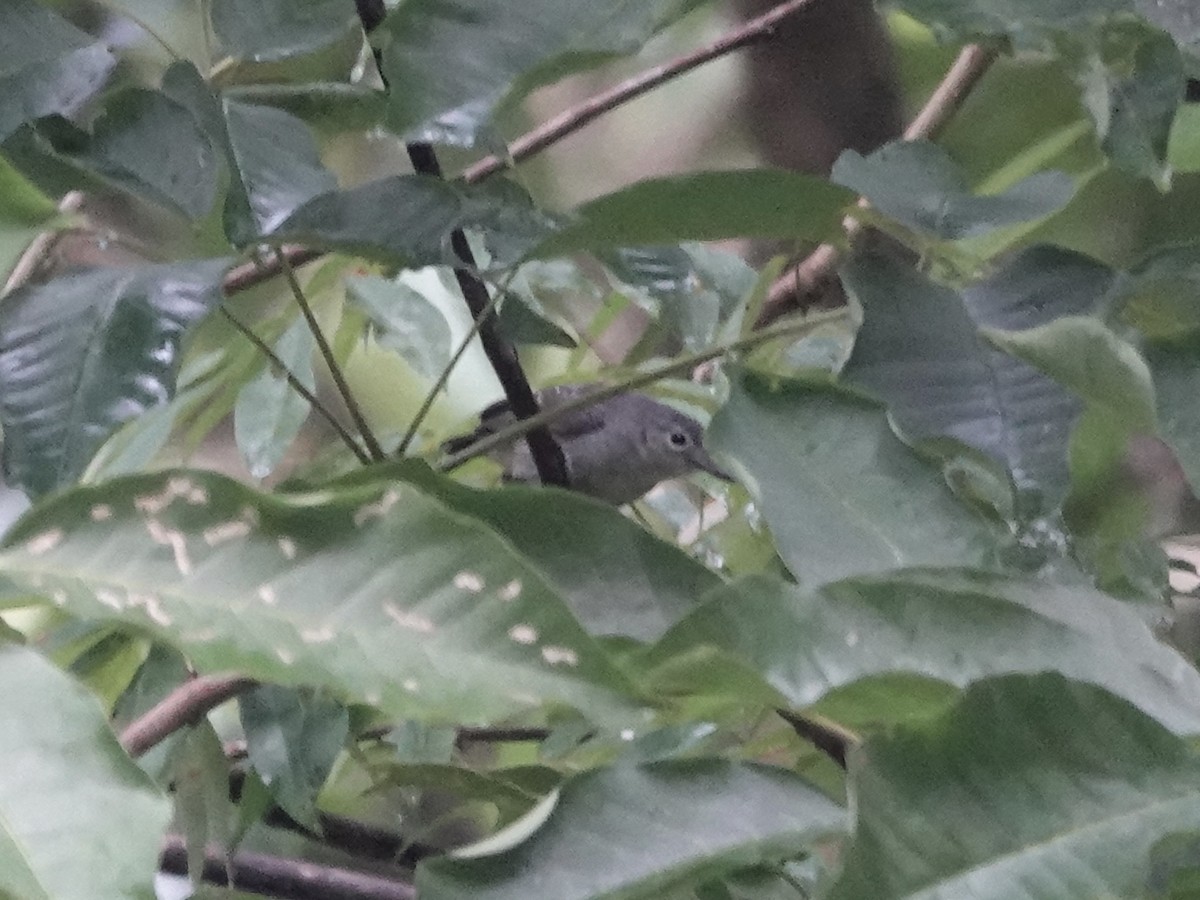 Leaden Antwren - ML645224695