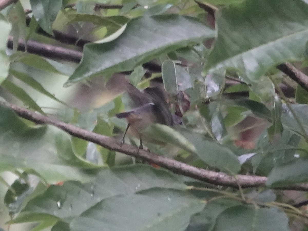 Leaden Antwren - ML645224696