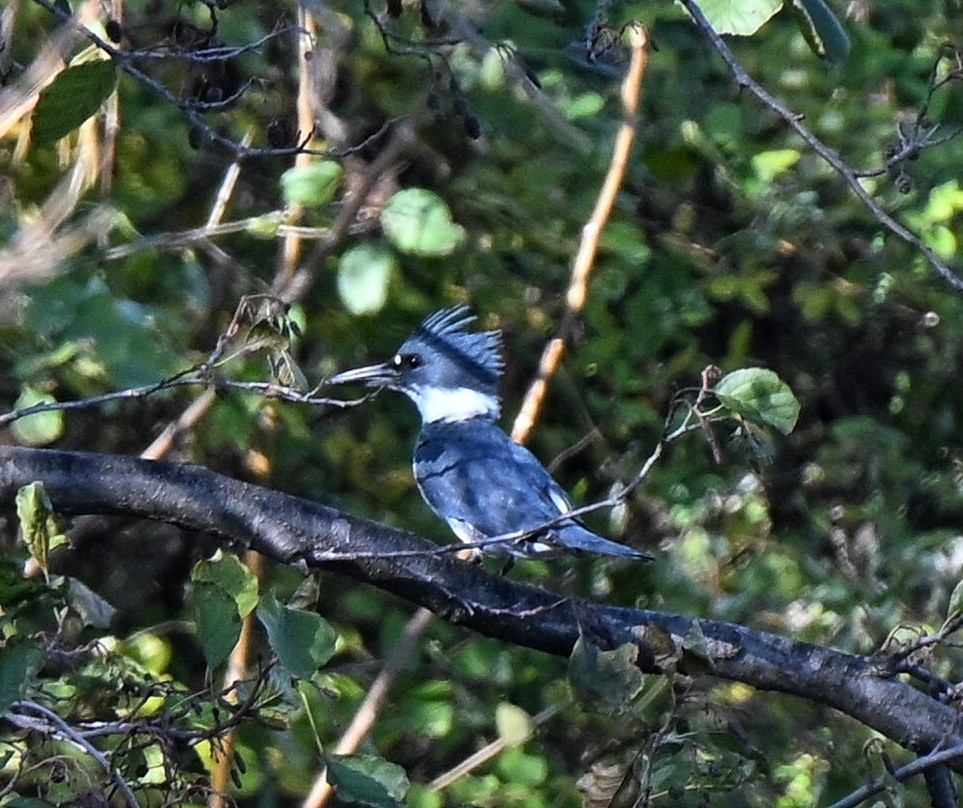 Belted Kingfisher - ML645224699