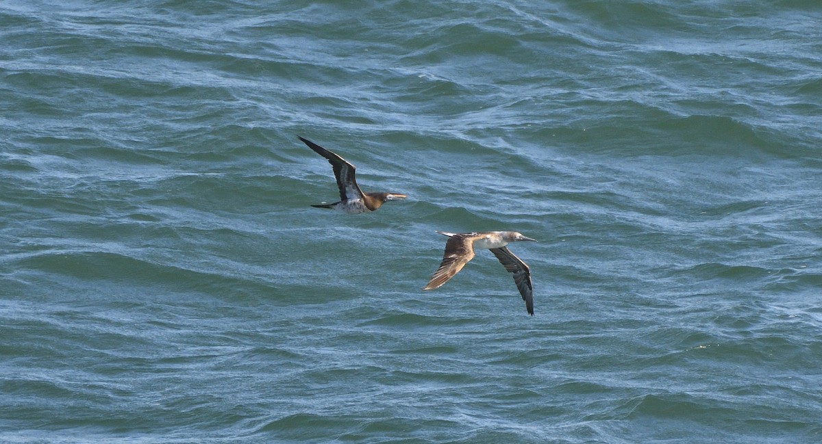 Blue-footed Booby - ML645224700