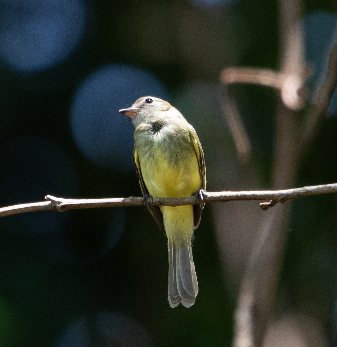 Greenish Elaenia - ML645224702