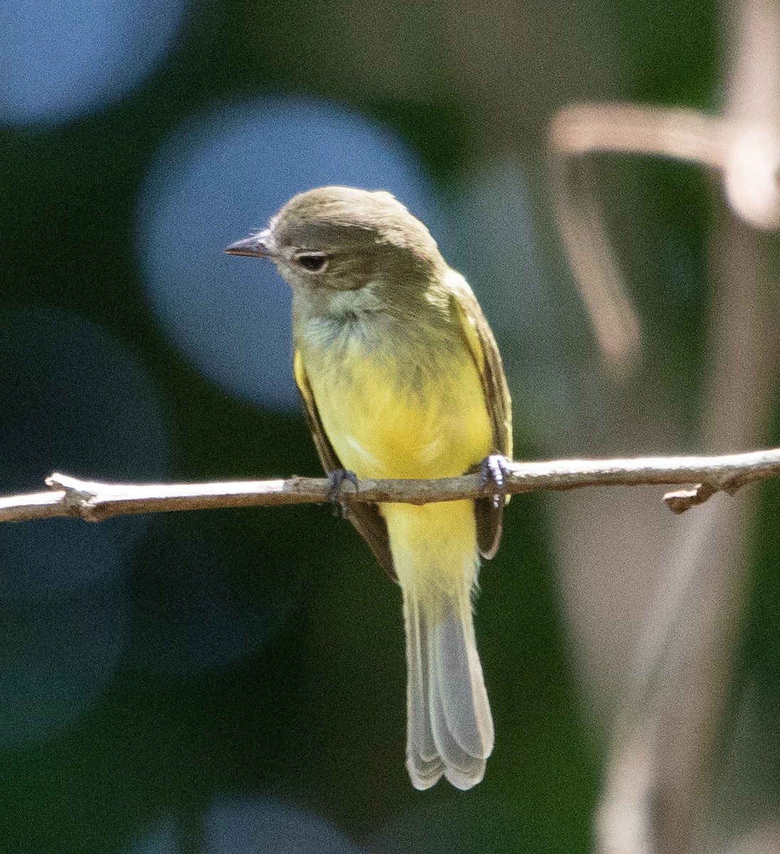 Greenish Elaenia - ML645224703