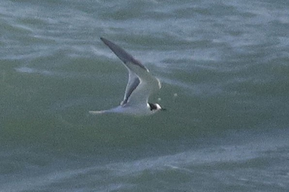 Умардын хараалай - ML645224704