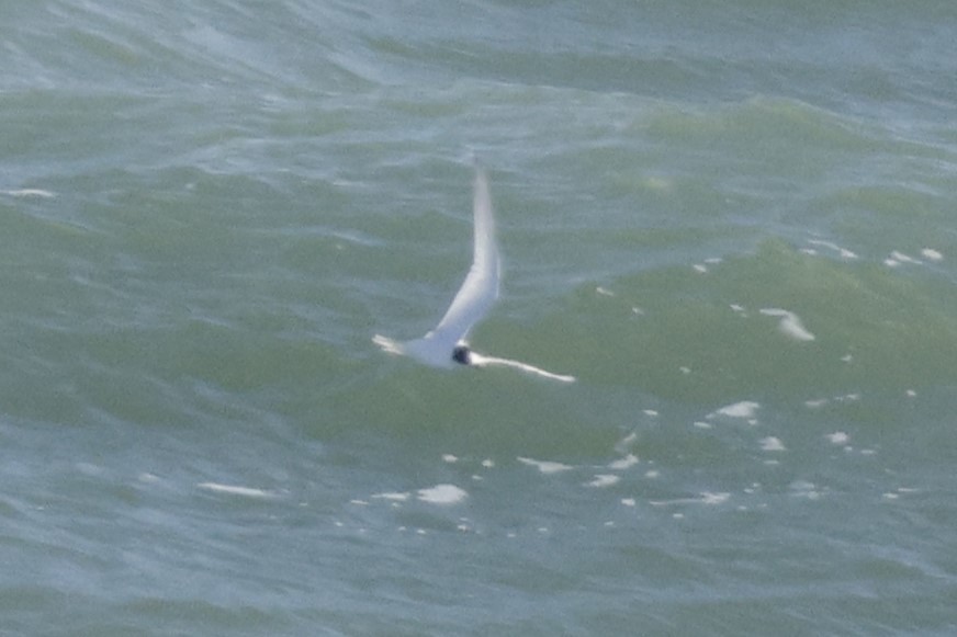 Умардын хараалай - ML645224705