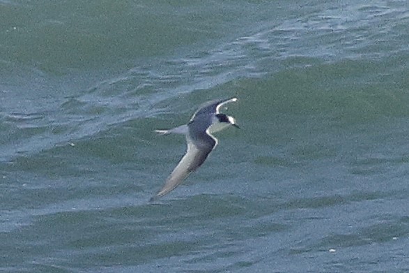 Умардын хараалай - ML645224706