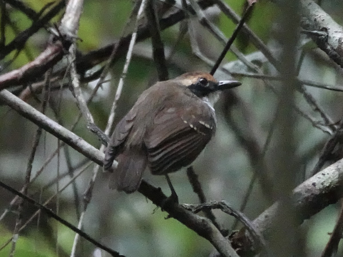 Ash-breasted Antbird - ML645224707