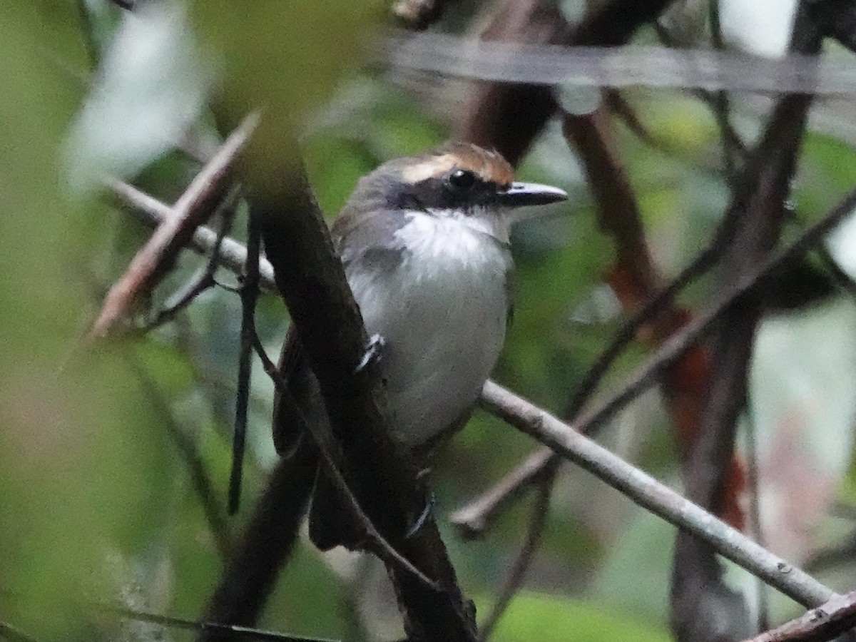 Ash-breasted Antbird - ML645224708