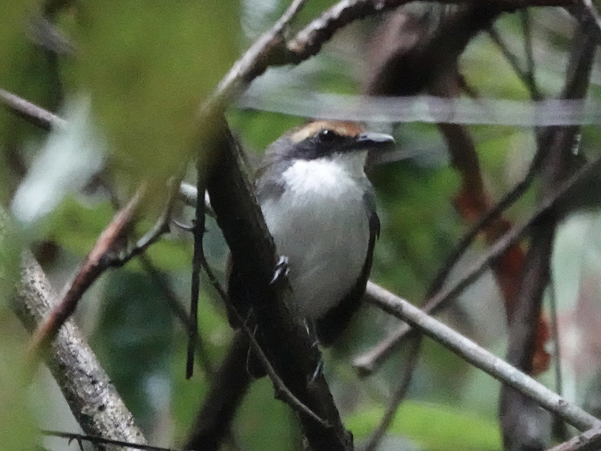 Ash-breasted Antbird - ML645224709