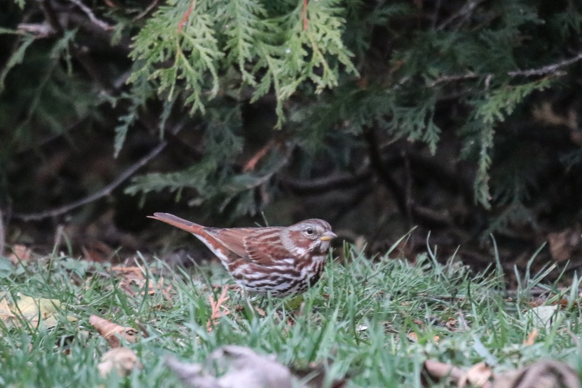 Fox Sparrow (Red) - ML645224713