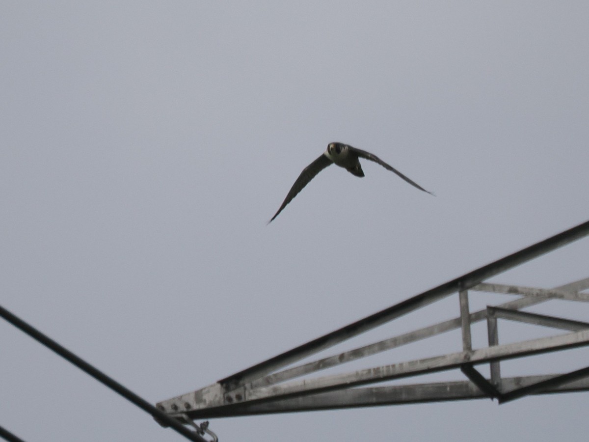 Peregrine Falcon - ML645224714