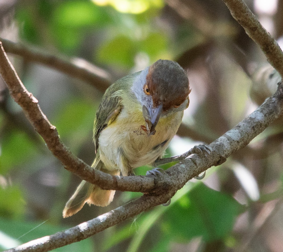 Rufous-browed Peppershrike - ML645224715