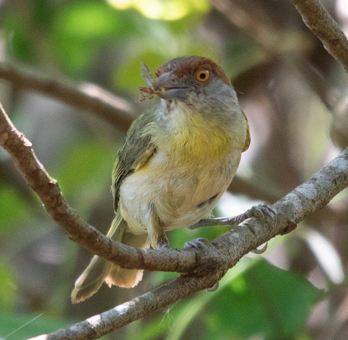 Rufous-browed Peppershrike - ML645224716