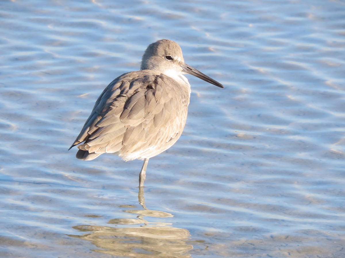 Willet - ML645224717