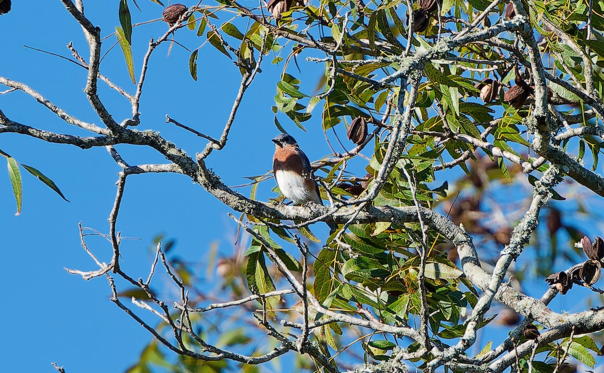 Eastern Bluebird - ML645224718