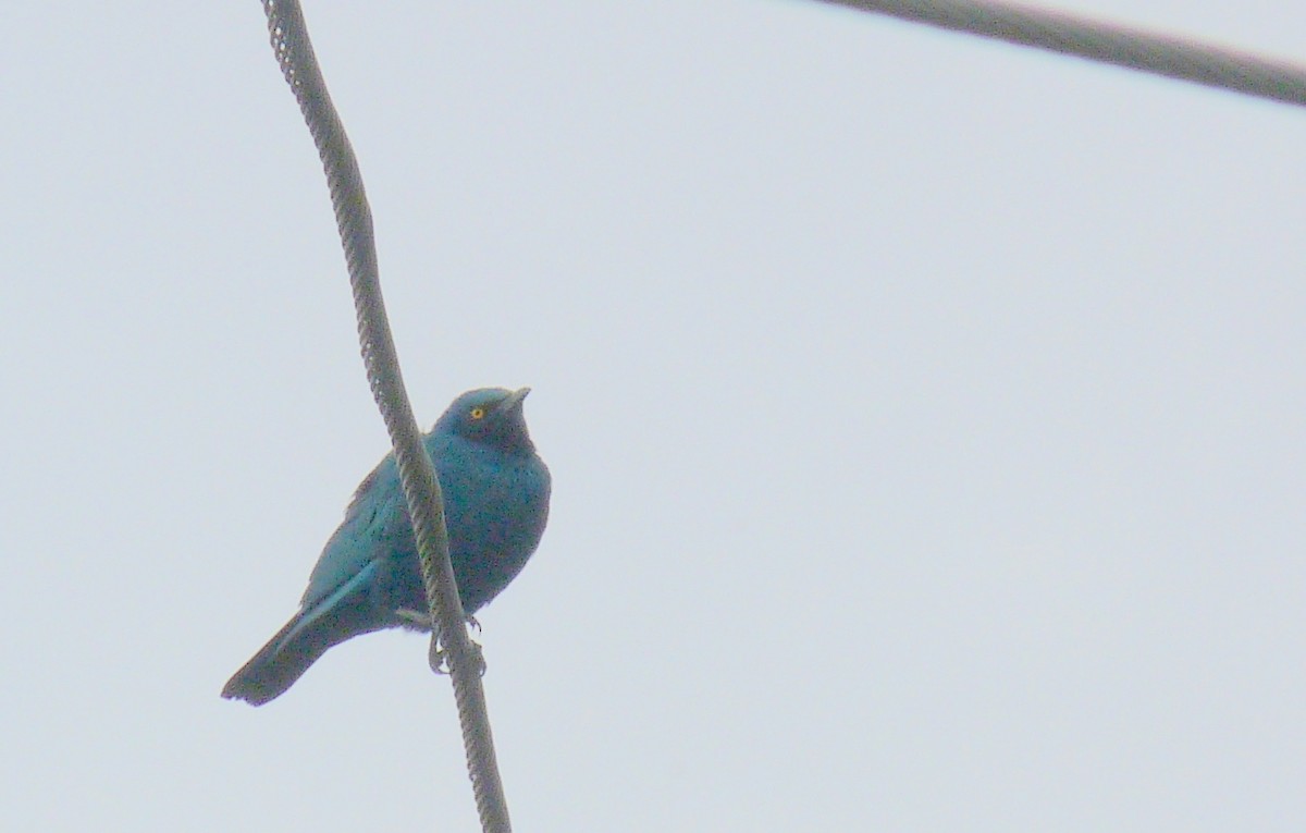 Greater Blue-eared Starling - ML645224719