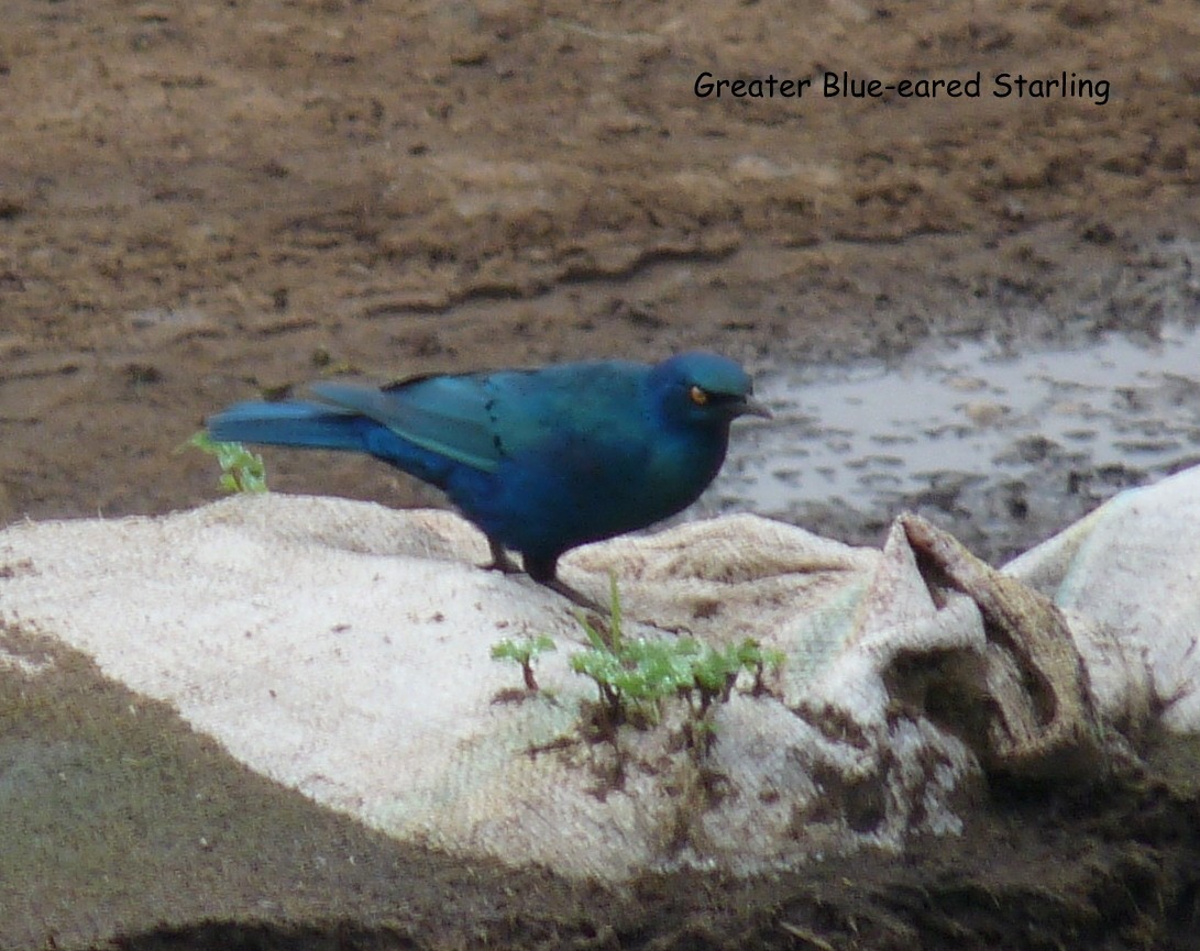 Greater Blue-eared Starling - ML645224720