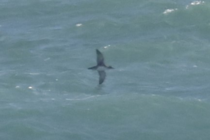 Balearic Shearwater - ML645224721